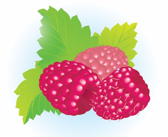 Name: Free Raspberries Vector Illustration