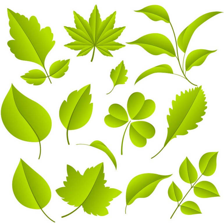 Green Leaves Vector Graphic Set | Free Vector Graphics | All Free Web