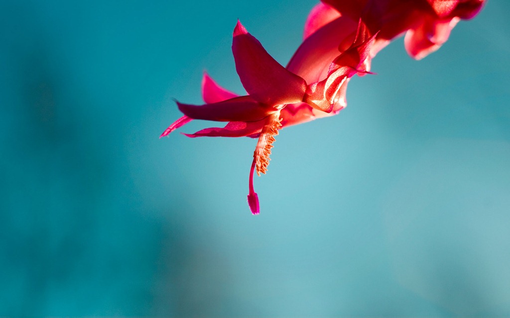 lock screen wallpapers windows 8