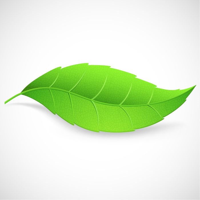 single green leaves clipart