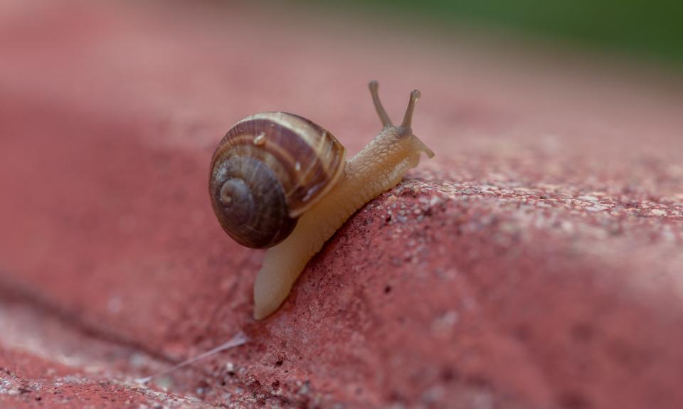 Gastropods Snail
