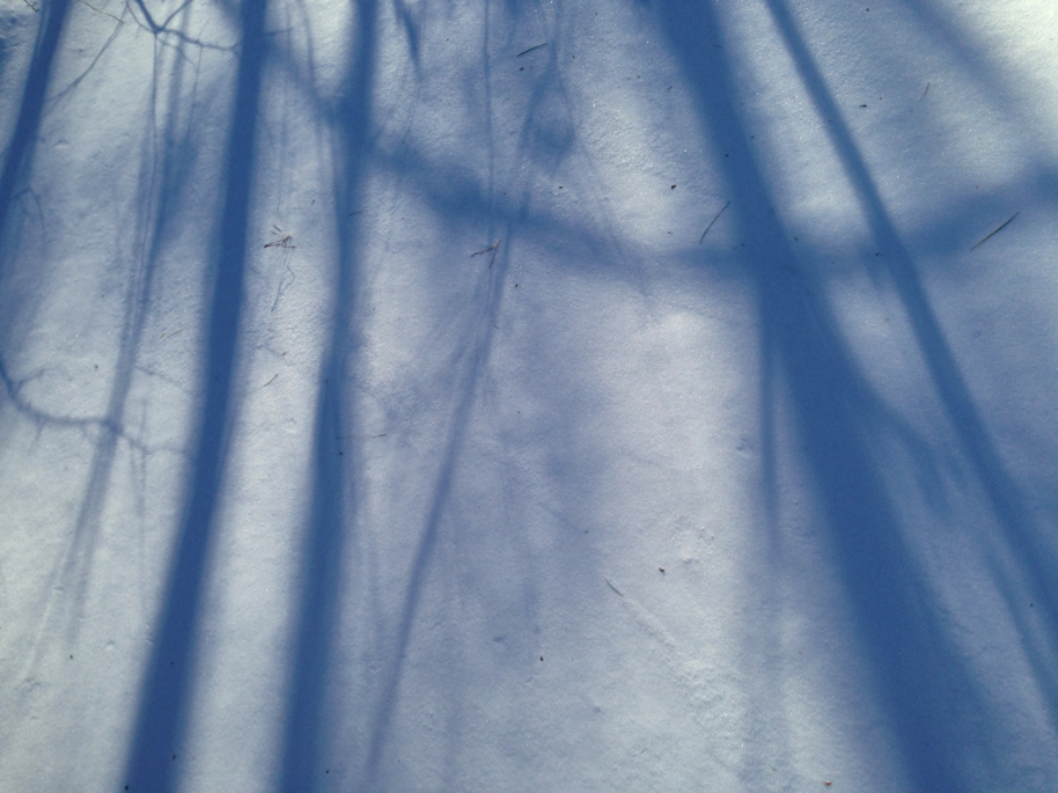 Shadows Snow