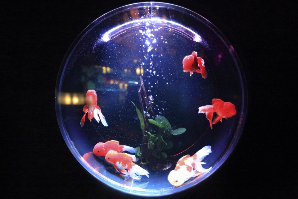 Aquarium Fish