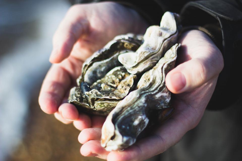 Nature Oysters
