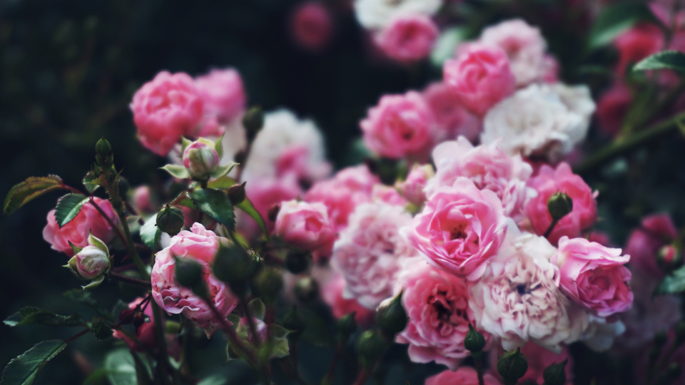 Flowers Roses