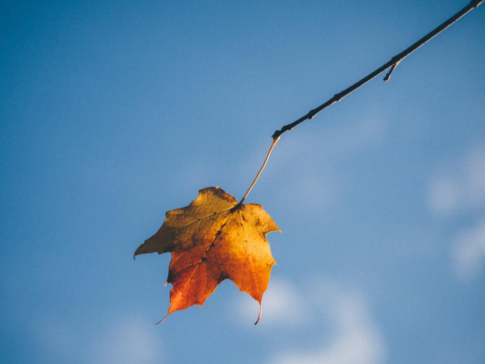 Maple Leaf Autumn