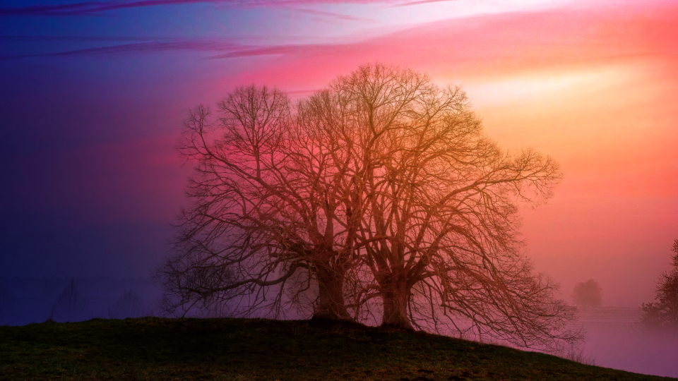 Tree Sunset