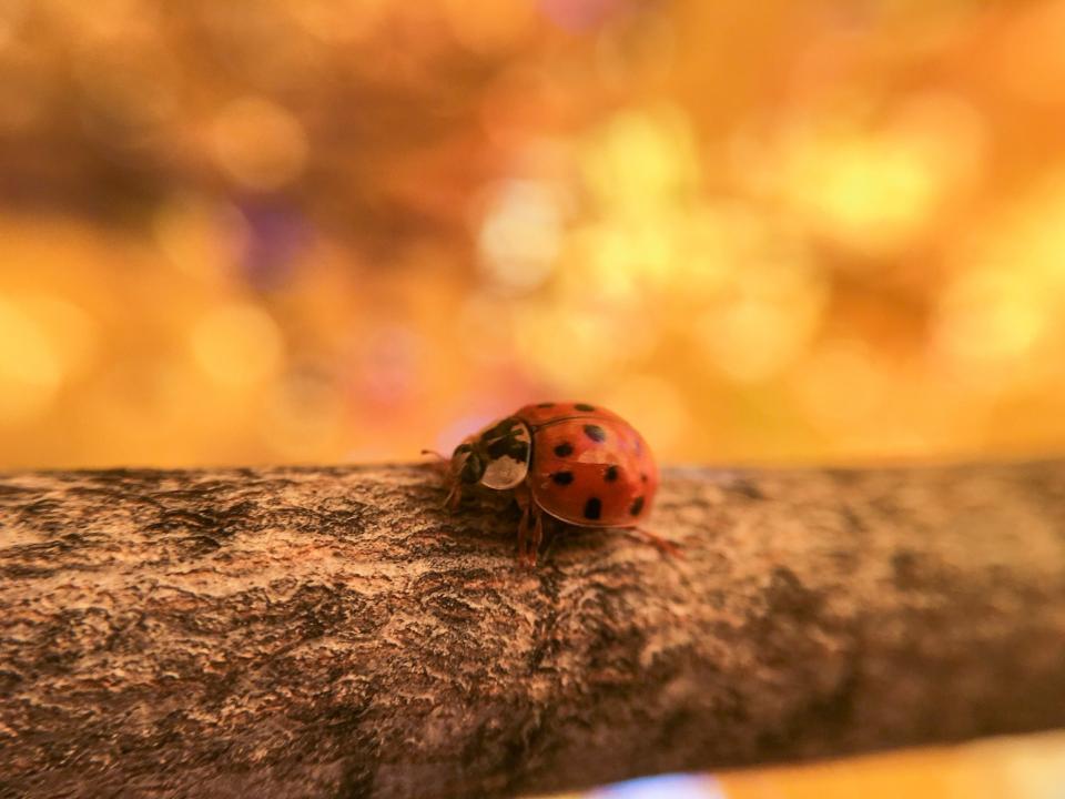 Ladybug Ladybird