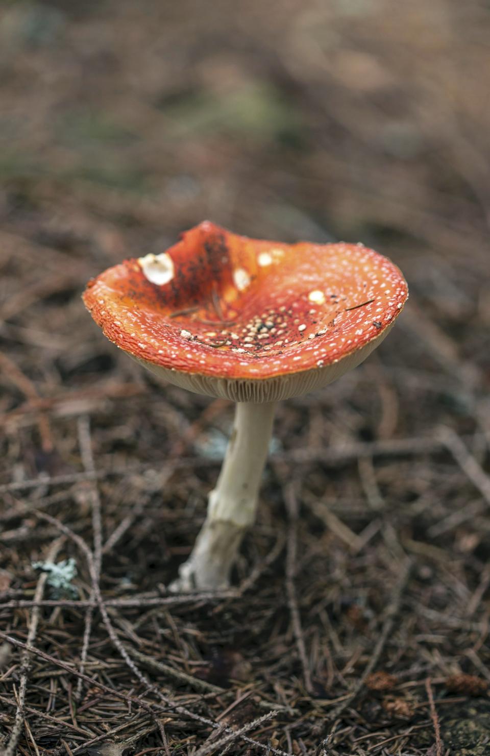 Nature Mushroom