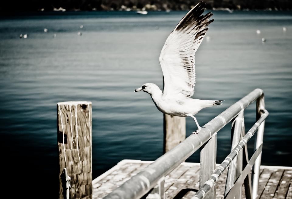 Seagull Animal