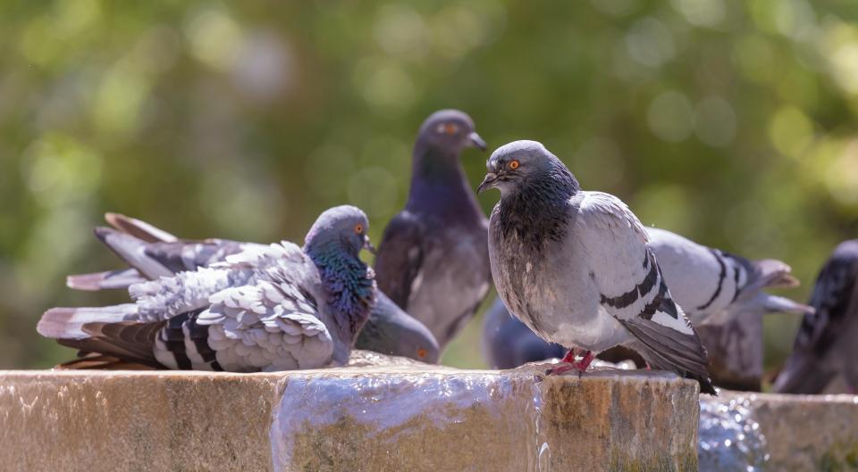 Dove Pigeon