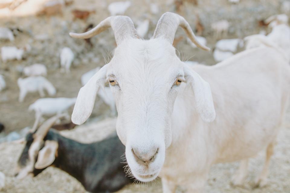 Goat Animal