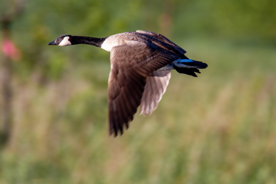Goose Flying