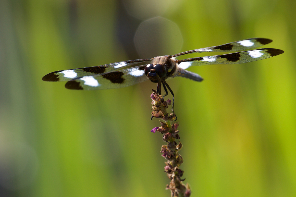 Dragonfly Close Up