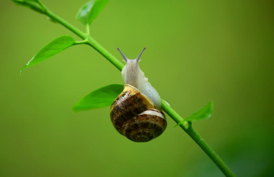 Snail Garden