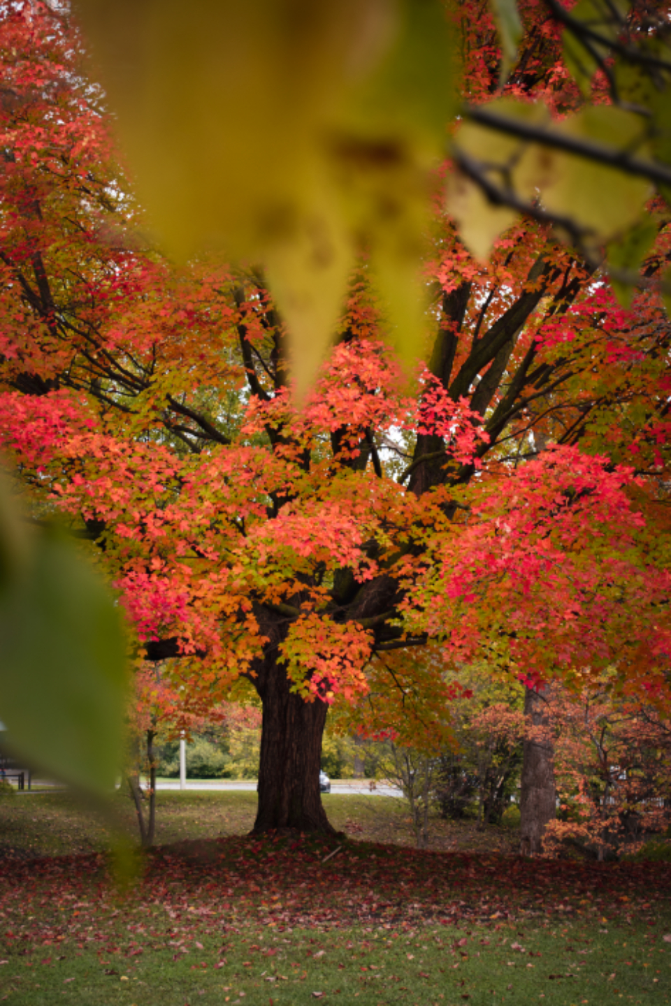 Tree Fall Colors
