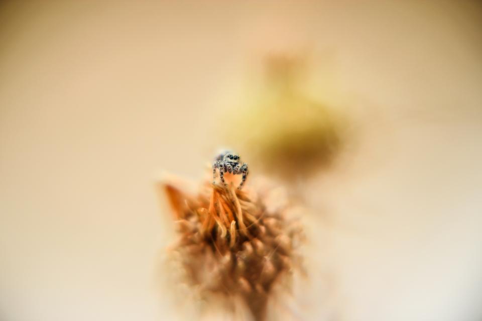 Macro Insect