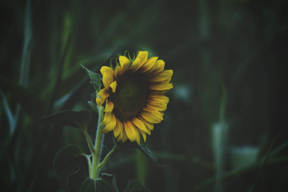Sunflower Green