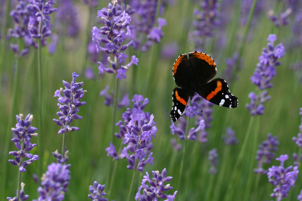 Lavender Butterfly
