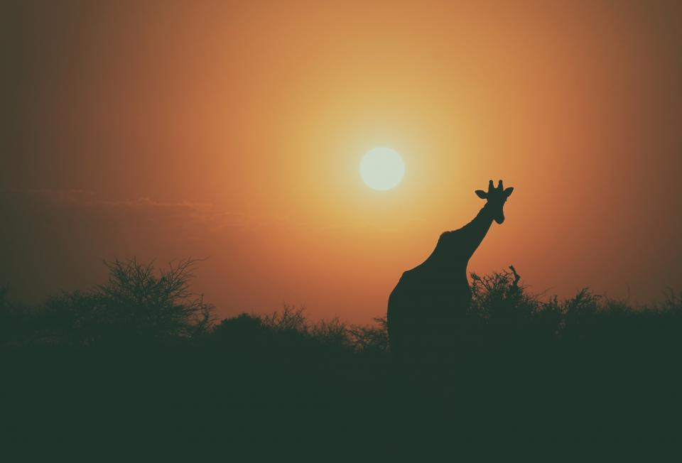 Giraffe Animal