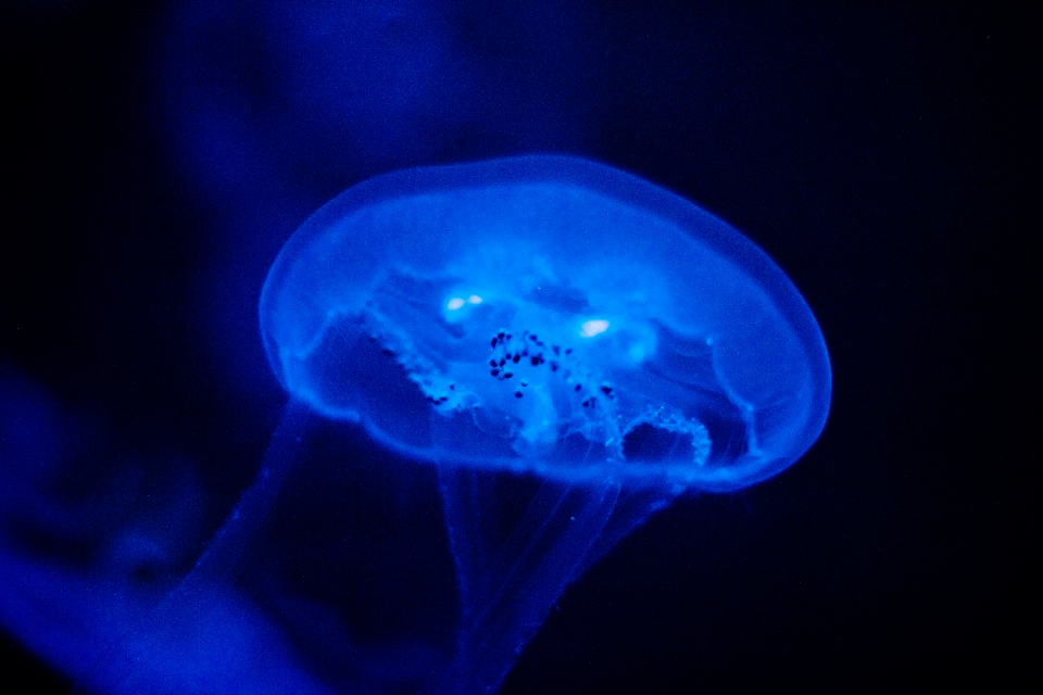 Jellyfish Water