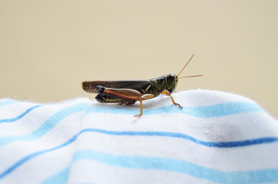 Grasshopper Cricket
