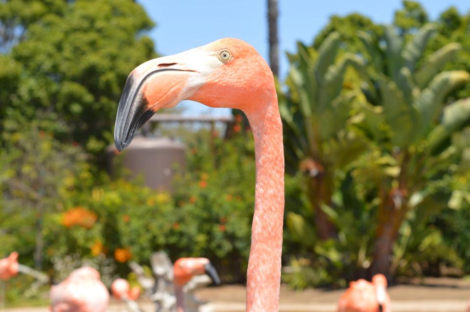 Flamingo Beak