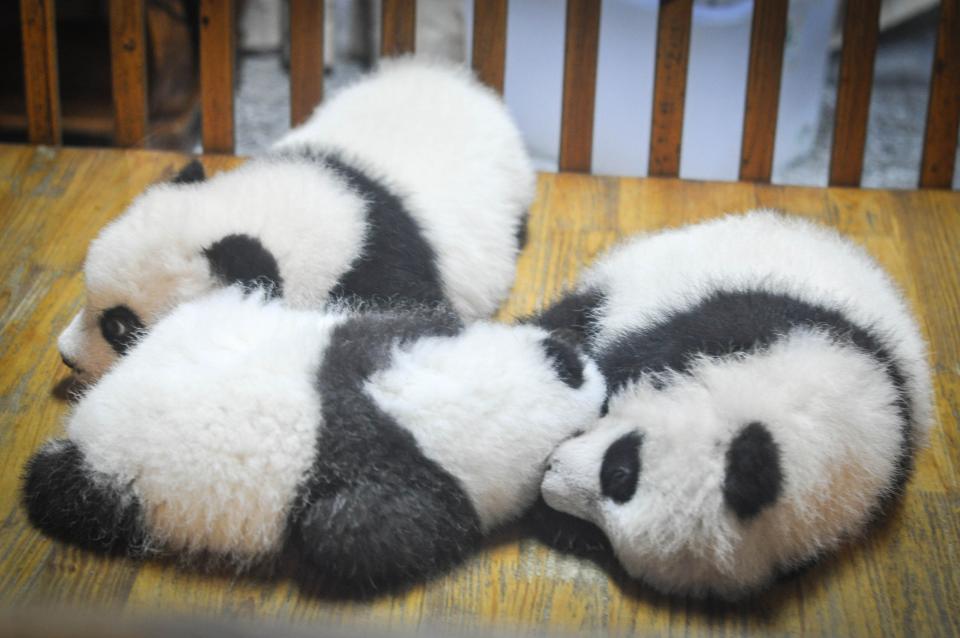 Pandas Panda Bears