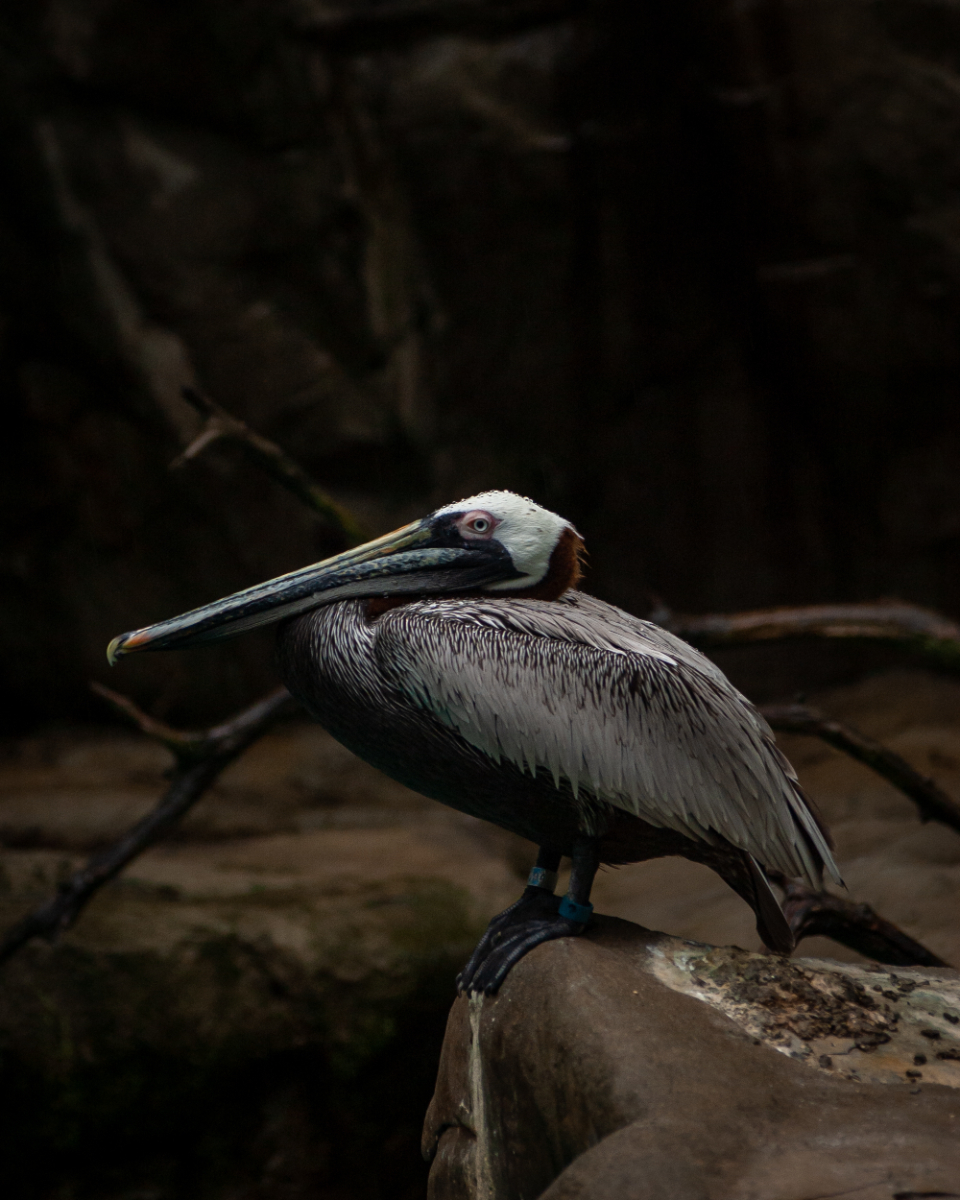 Pelican Wildlife
