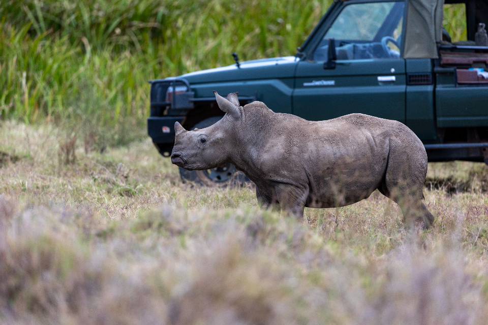 Rhinoceros Animal