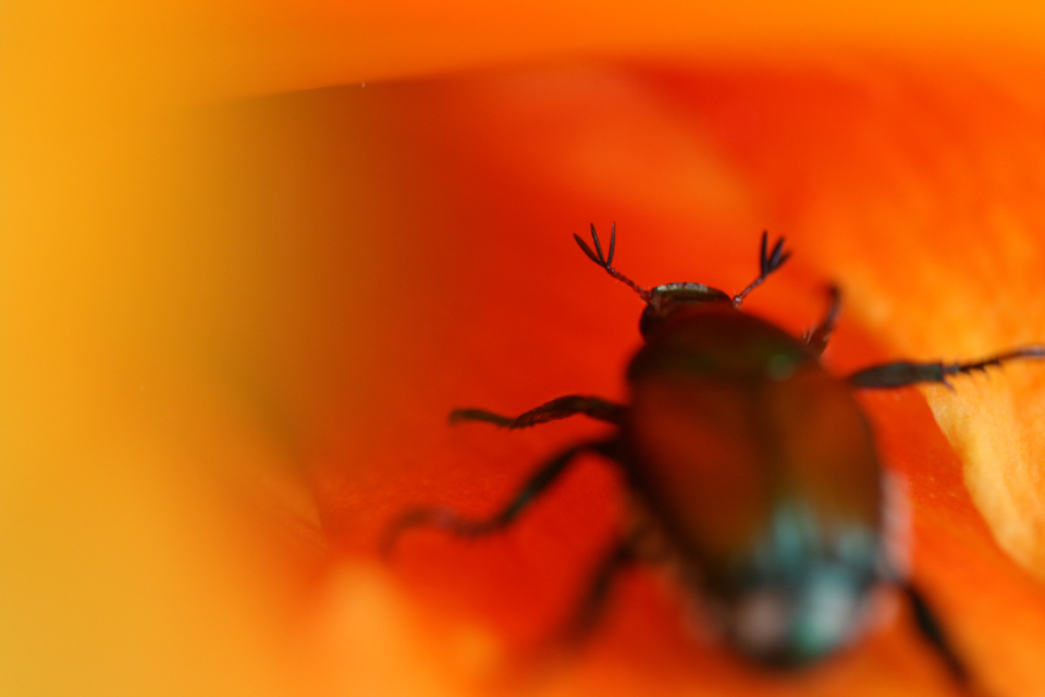 Beetle Macro