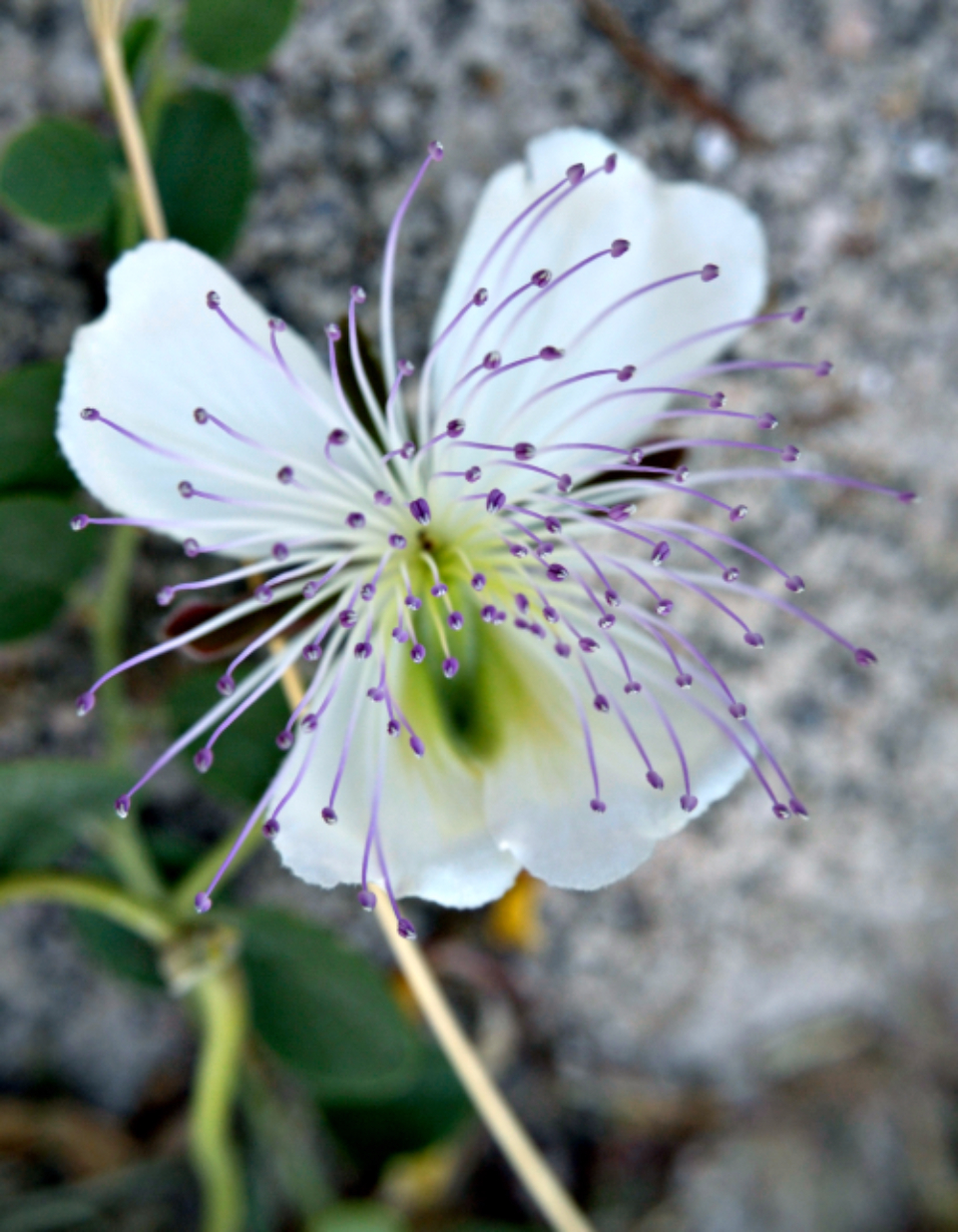 Nature Flower