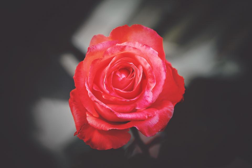 Flower Red