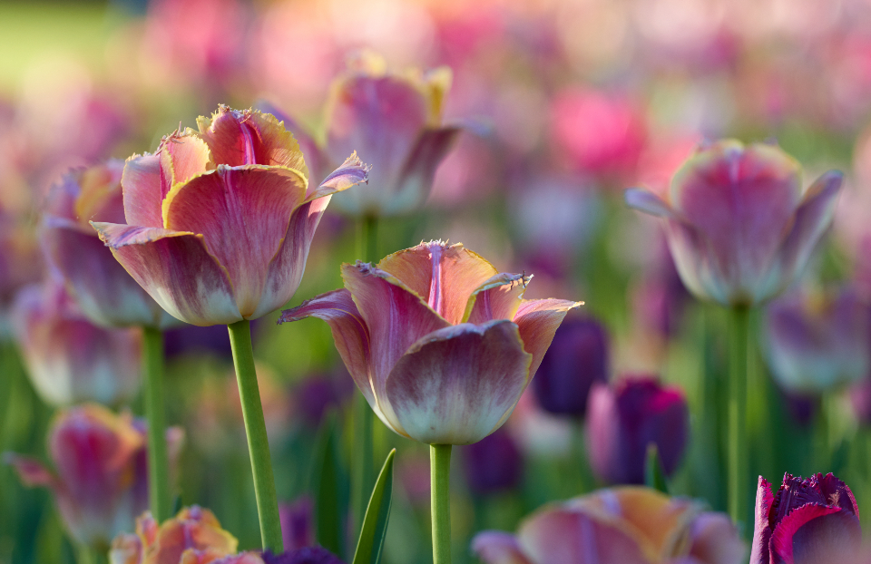 Tulips Background
