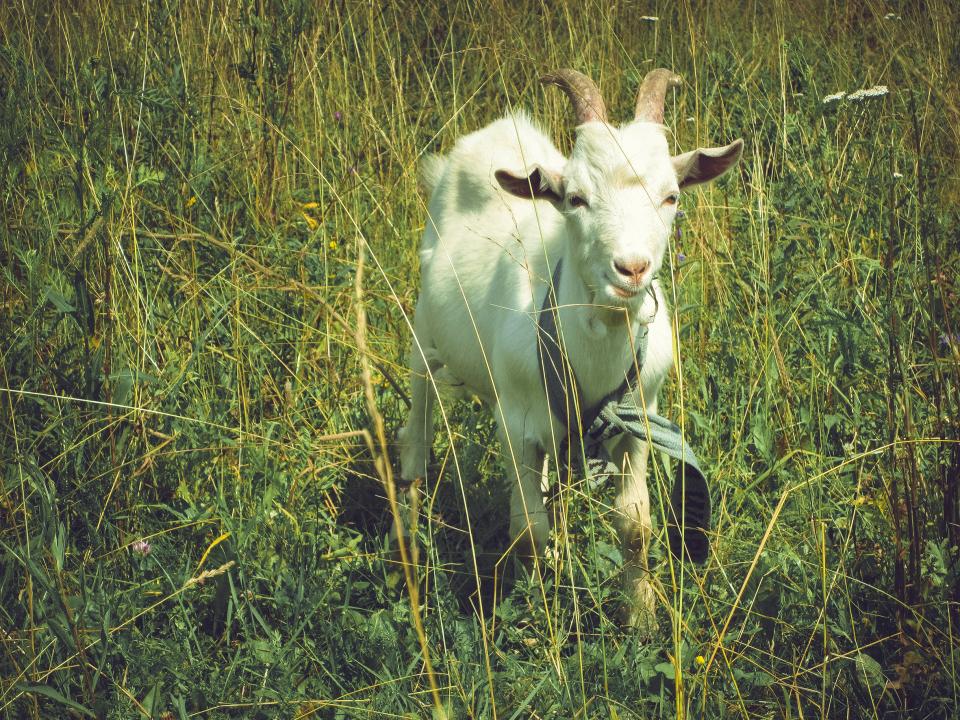 Animal Goat