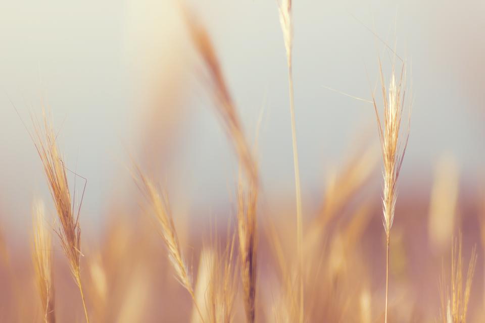 Grass Blur