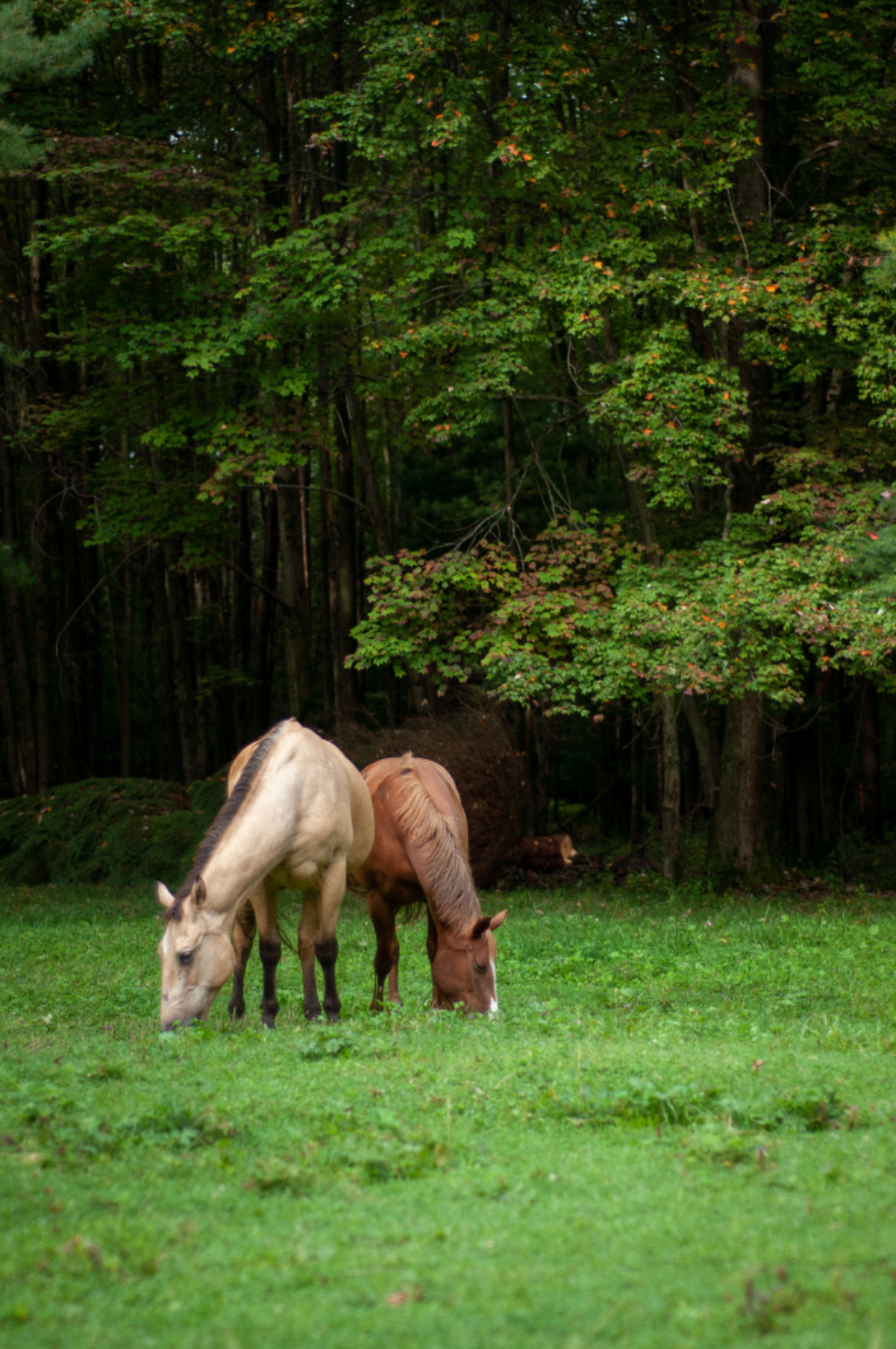 Horses Pasture