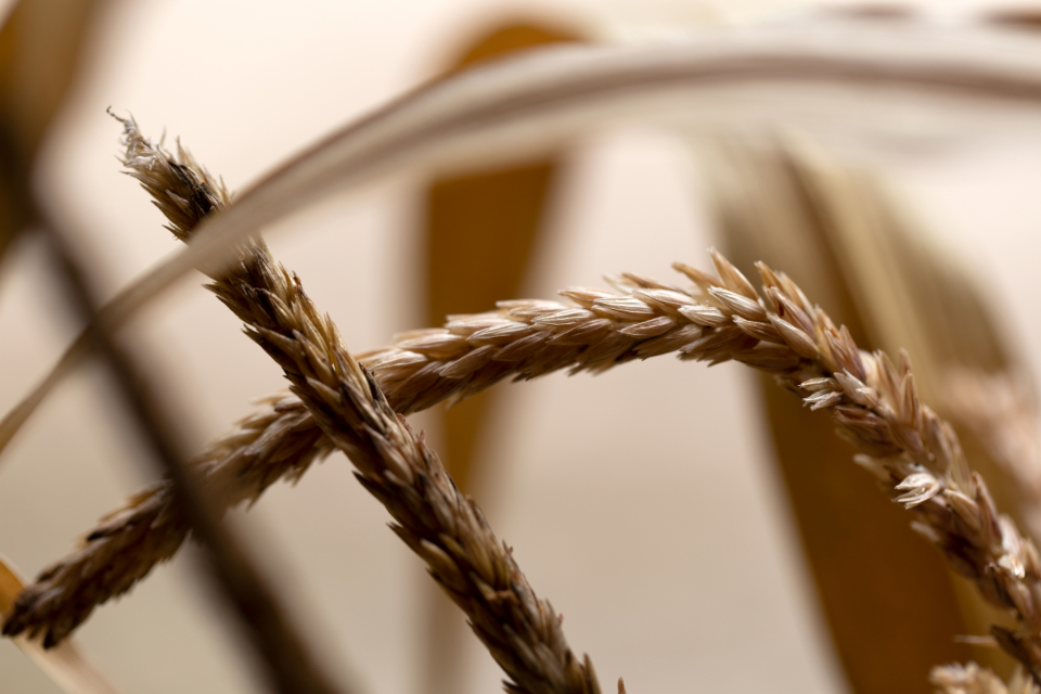 Wheat Background