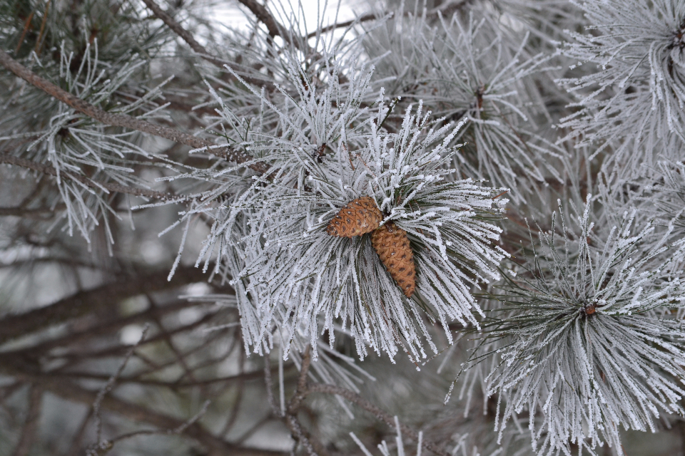 Winter Pine Cones