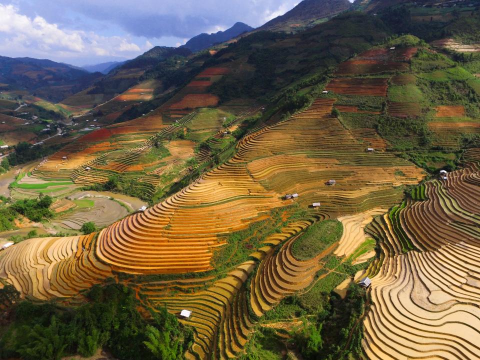Mountain Ricefield