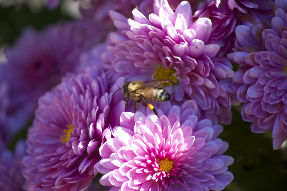 Bee Flowers