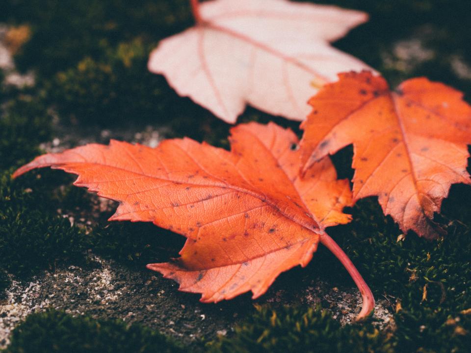 Maple Leaf Leaves