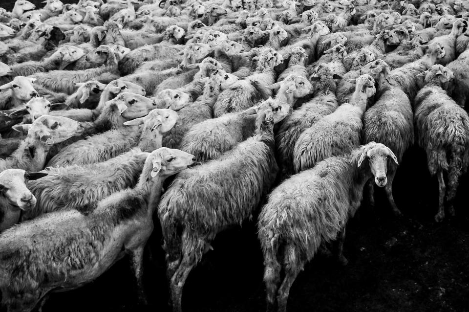 Animals Sheep