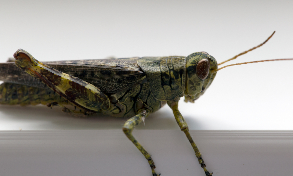 Grasshopper Macro