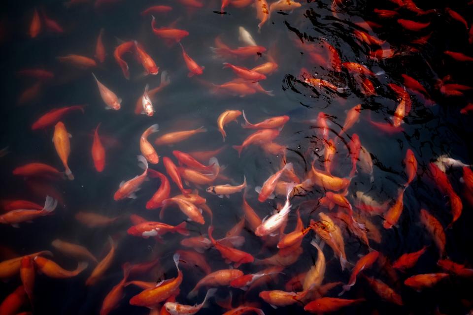 Goldfish Water