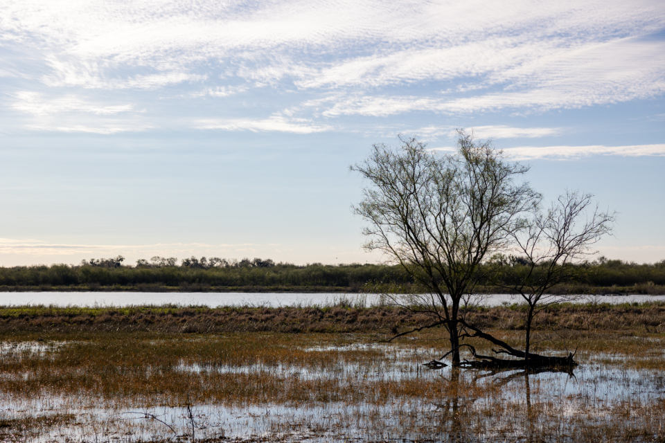 Marsh Wetland