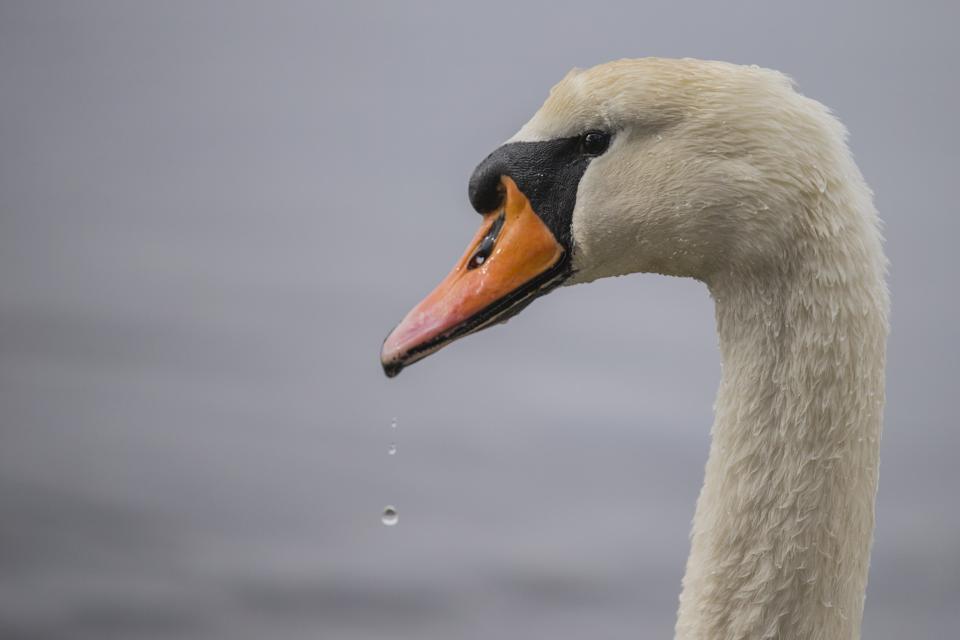 Swan Beak