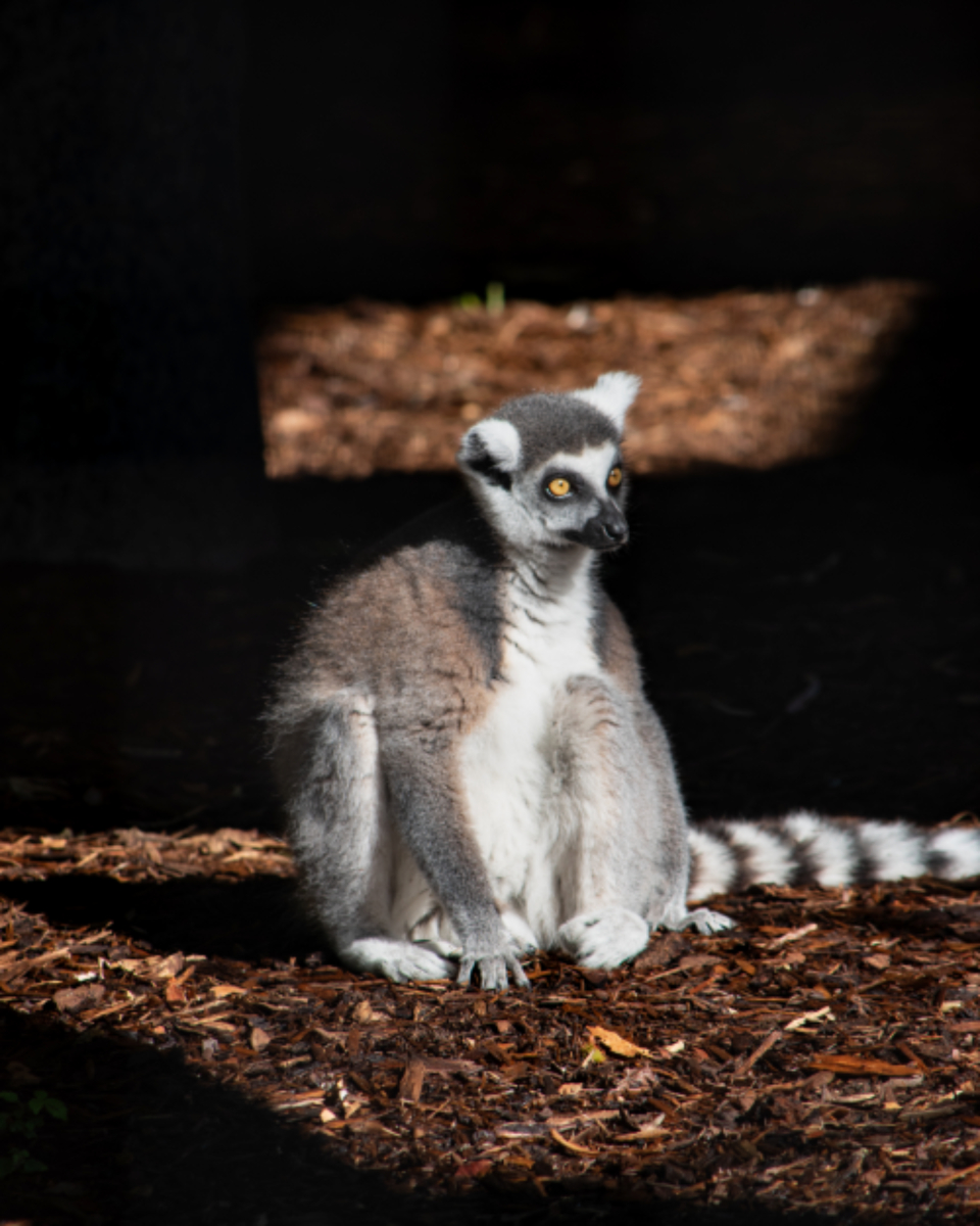 Animal Lemur