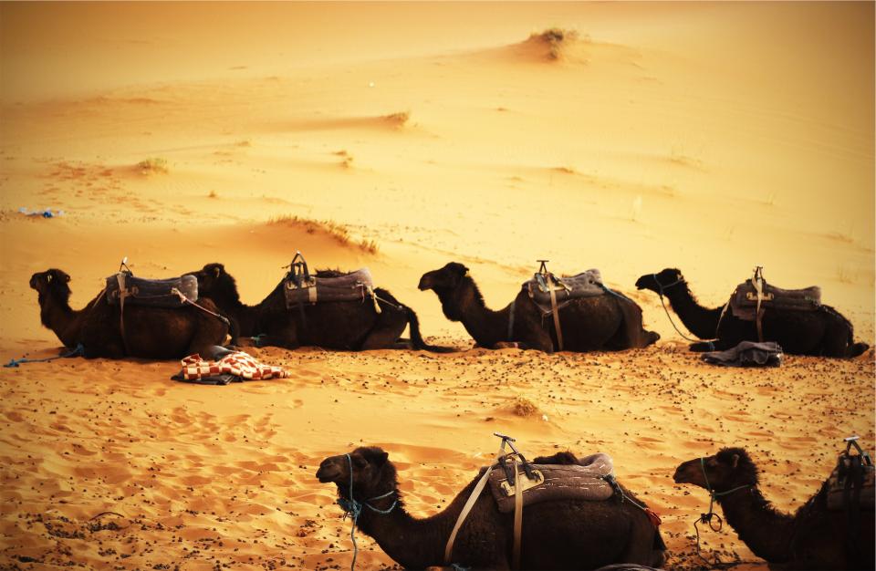 Camels Desert
