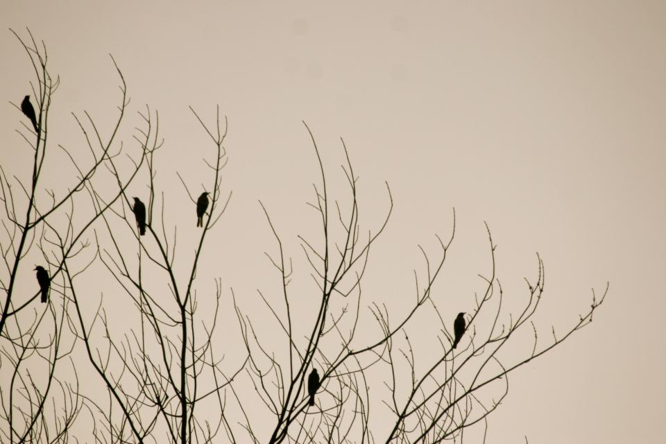 Birds Tree